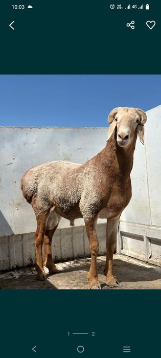 Кой, тоқты сатылады