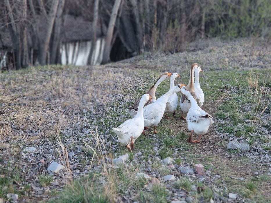 Продам гусей молодые