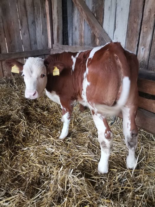 Vitel baltata -romaneasca