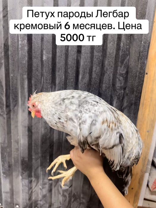 Продам молодых рабочих петушков