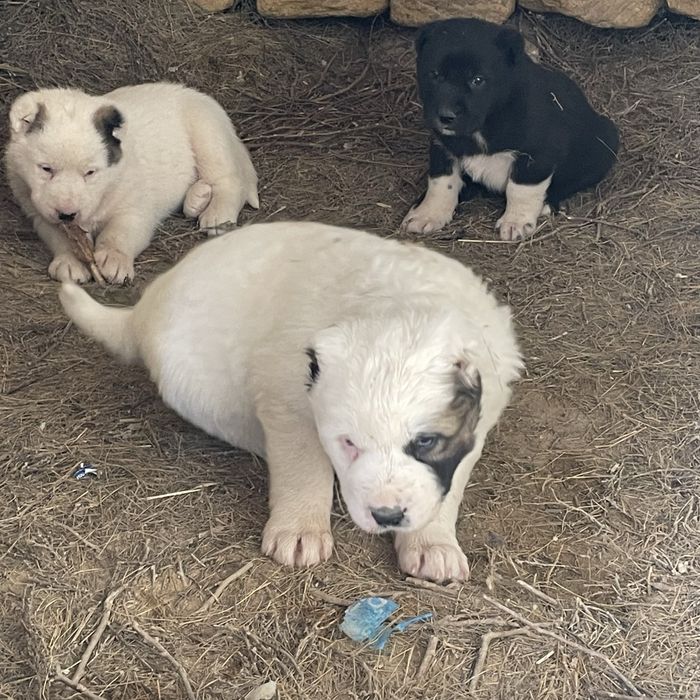 Алабай күшіктер сатылады