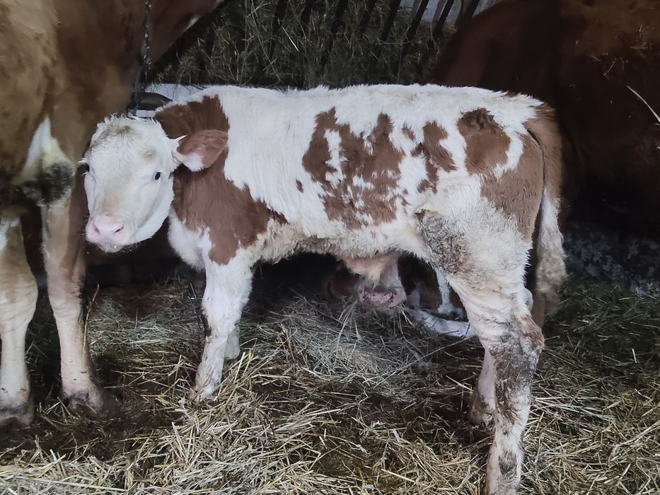 De vânzare un mascul și-o femelă