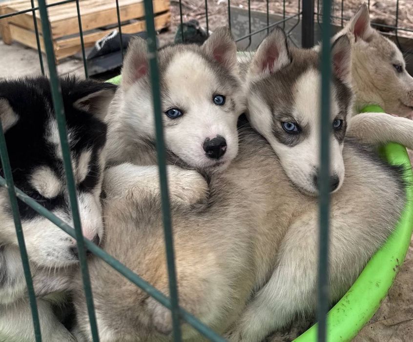 Щенки хаски, чистокровные