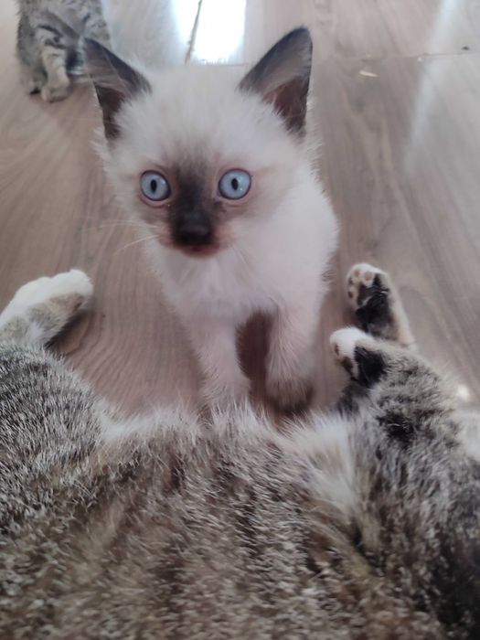 Отдам милых котят