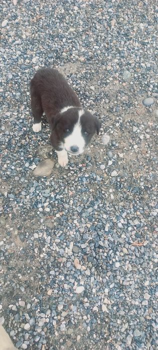 Бесплатная бераман ит болаларини