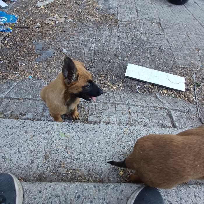 Малинки на 60 дена
