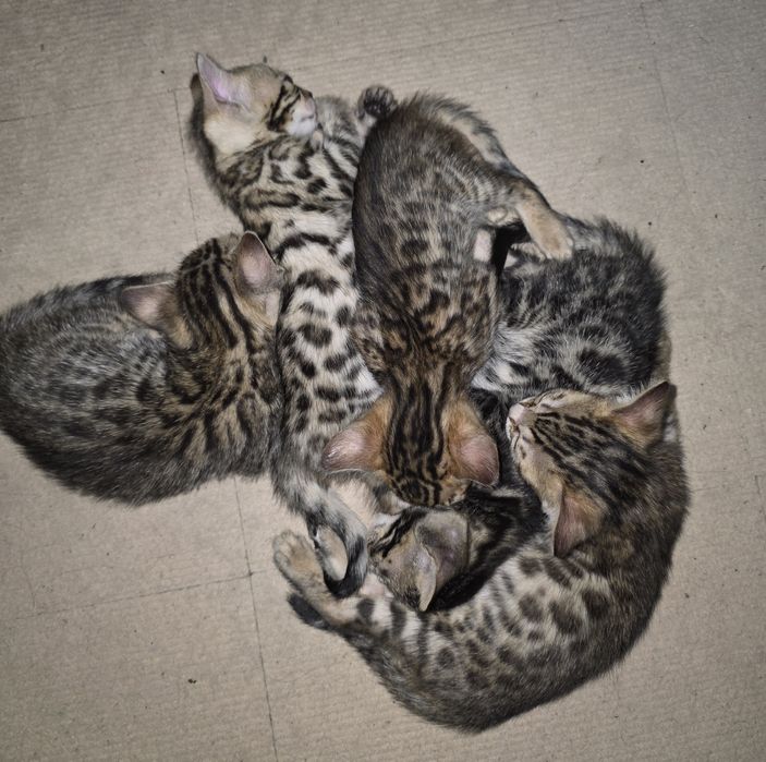 Бенгальские котята
