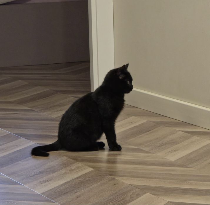 Очаровательный Тёма ищет дом!