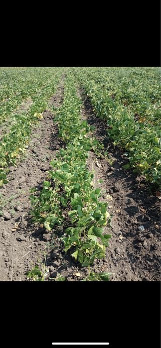 Домашни подправки