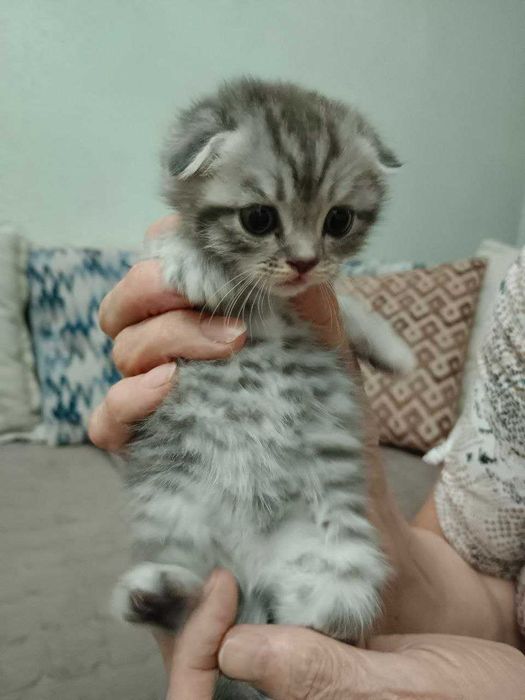 Продается котёнок