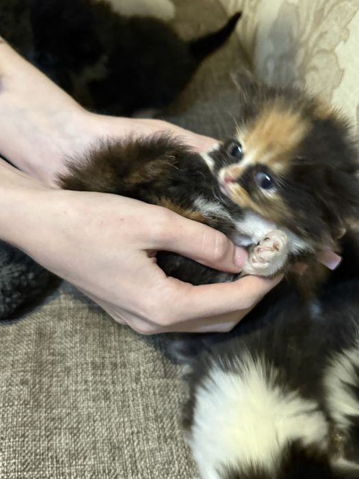 Отдам котят в добрые руки