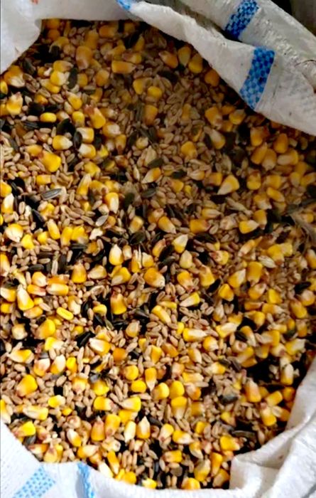 Uruială din amestec porumb grâu floarea soarelui