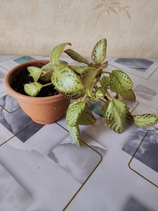 Комнатные растения, распродажа.