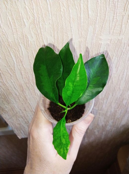 Комнатные растения