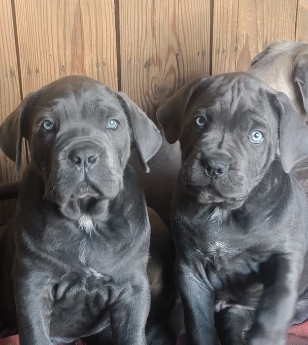 Mascul Cane Corso, 12 săptămâni, Pedigree tip A