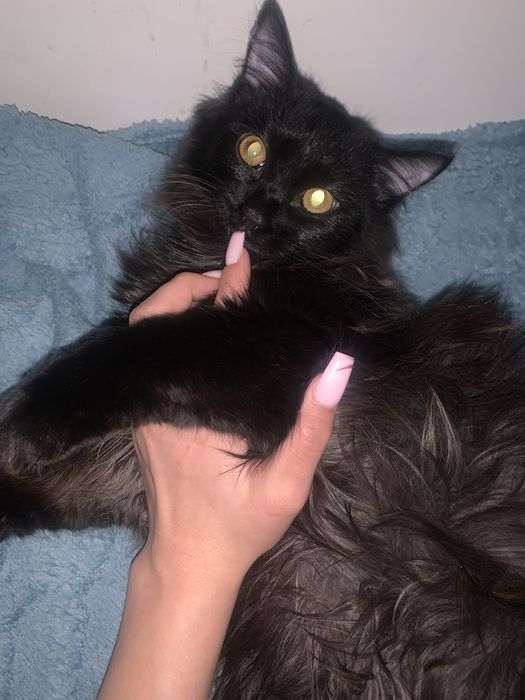 Отдам бесплатно кота