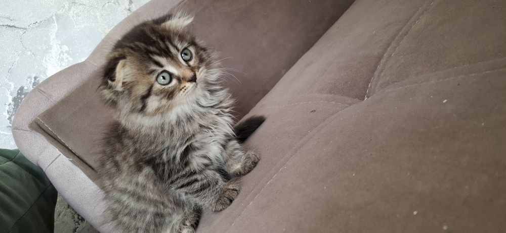Шотландские котята