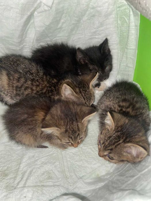 Отдам котят в добрые руки