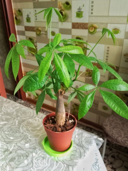 Пахира цветок продам