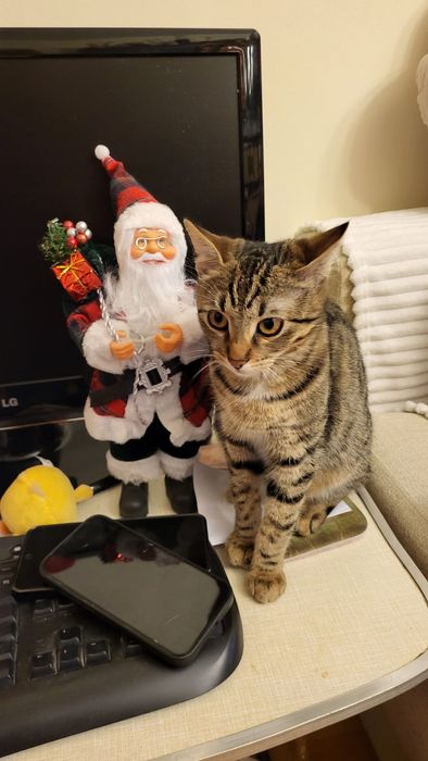 Donez spre adoptie pisicuta Bucuresti