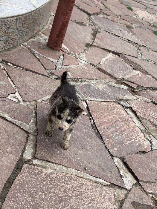 Щенки Хаски 1,5 месяца