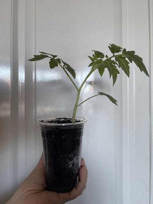 Рассада помидор для ТЕПЛИЦЫ