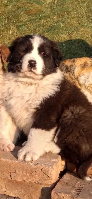 Asia centrala , mascul.