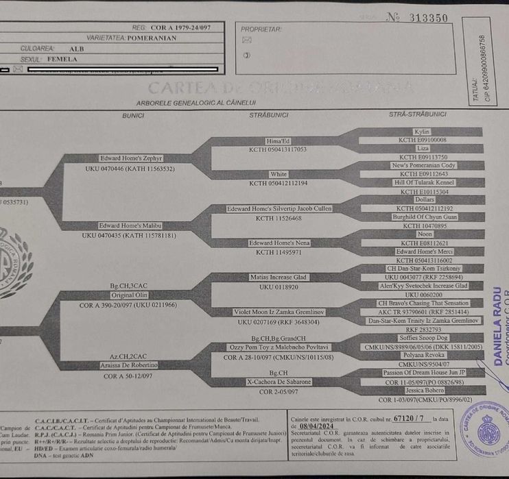 Pomeranian alb baietel