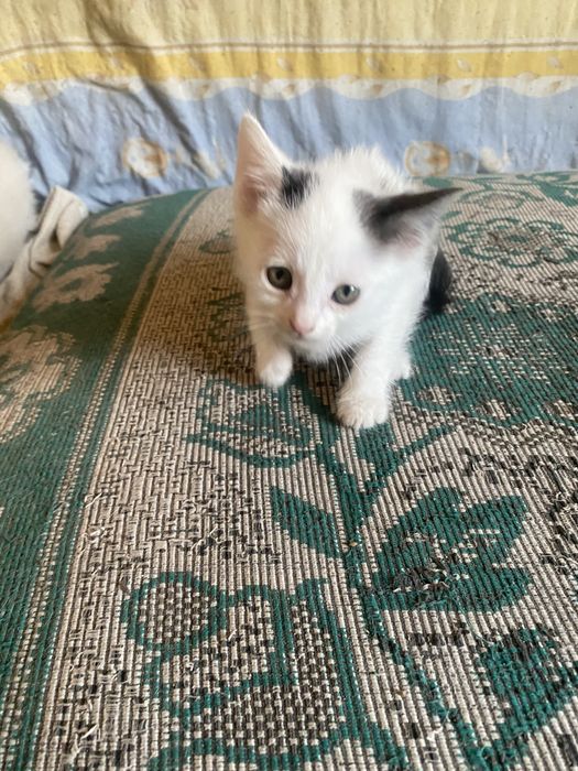 Котята,бесплано