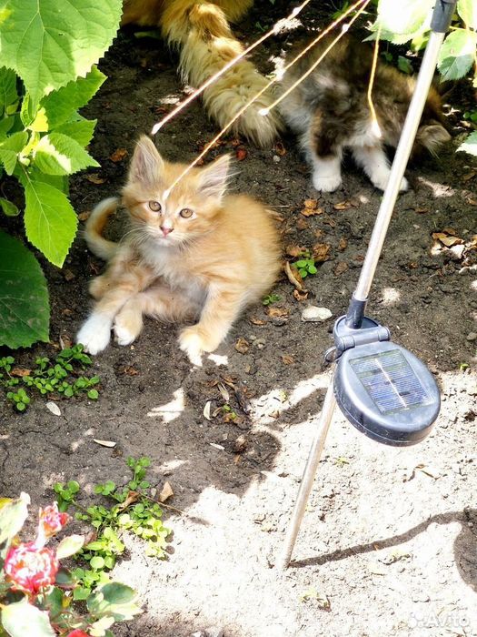 Отдам котят  в добрые руки