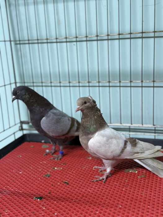 Пара сирень и кафейный