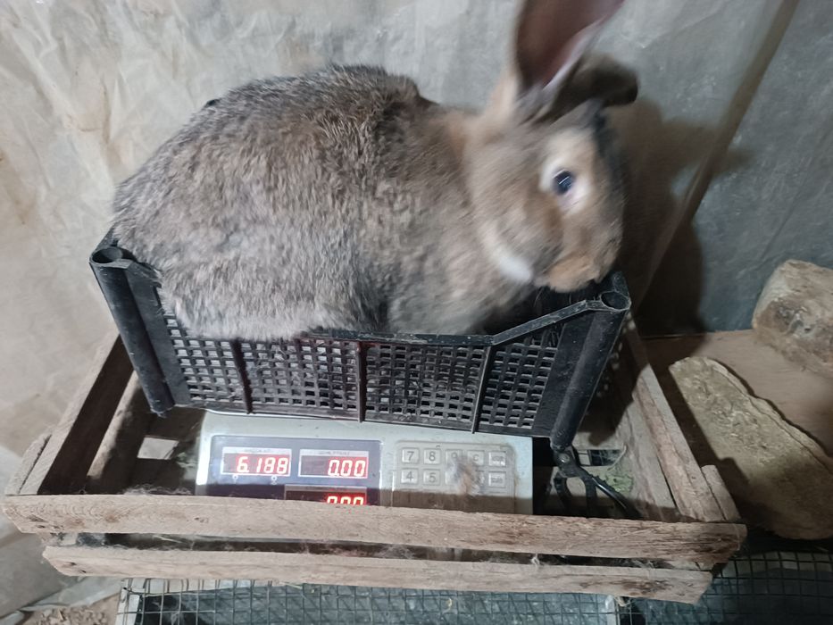 Velikan quyon samest 6-7 oylik