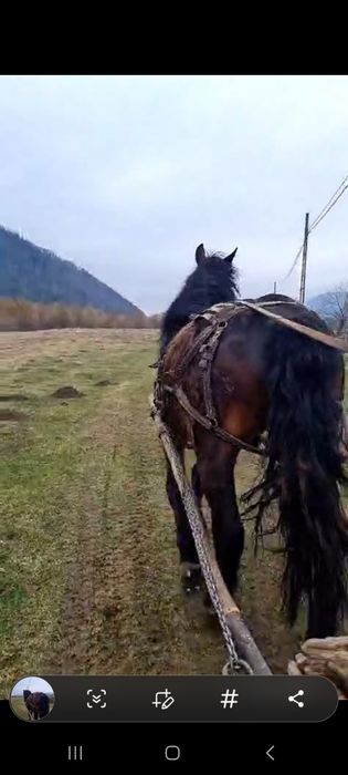 De vânzare cal puternic și muncitor
