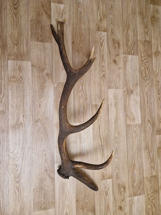 Масивен рог от елен