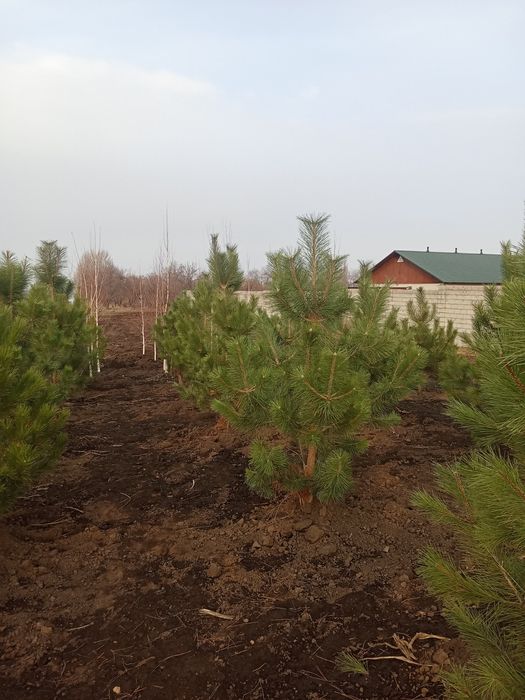 Сосна крымская 6,7 ,8 метров