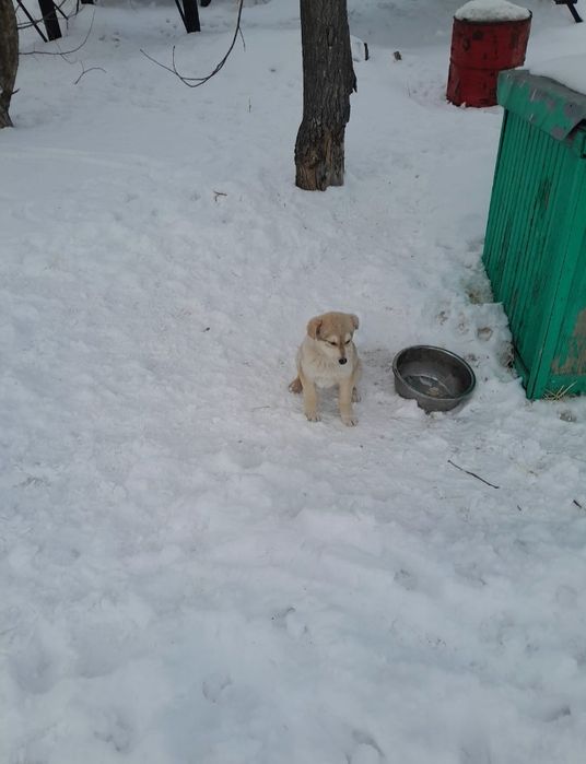 Отдам в хорошие руки