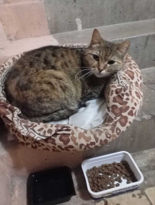 Отдам кошечку в добрые руки