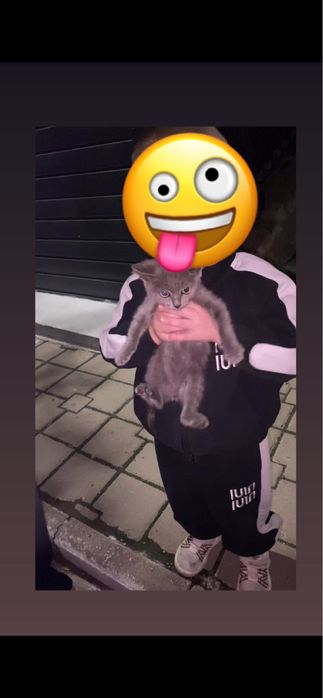 Отдам котенка в доьоые руки
