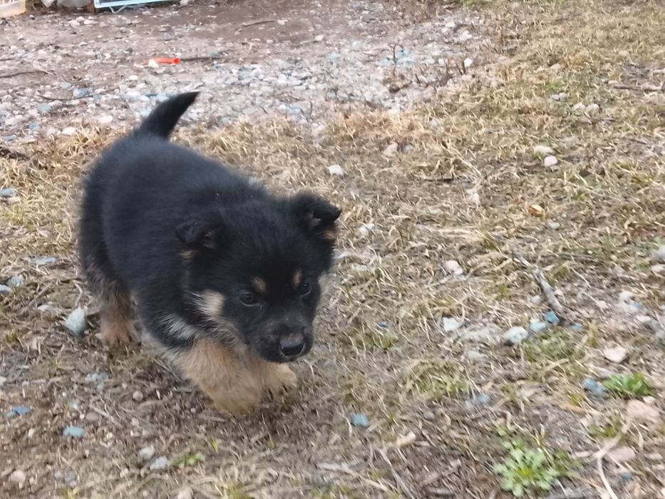 Немецкий авшарка девочка