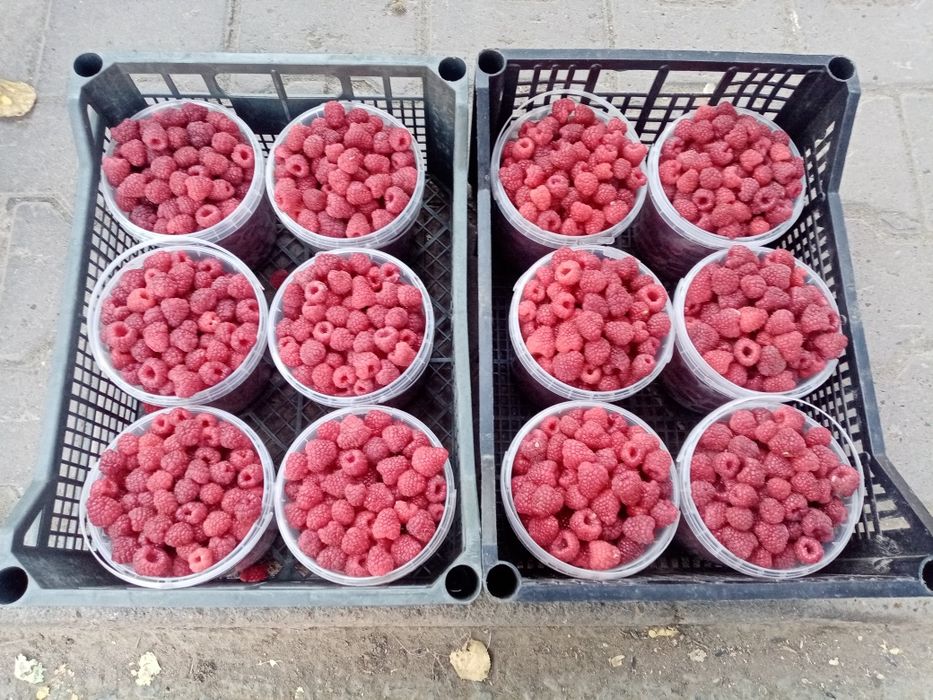 Продам сортовую малину Геракл
