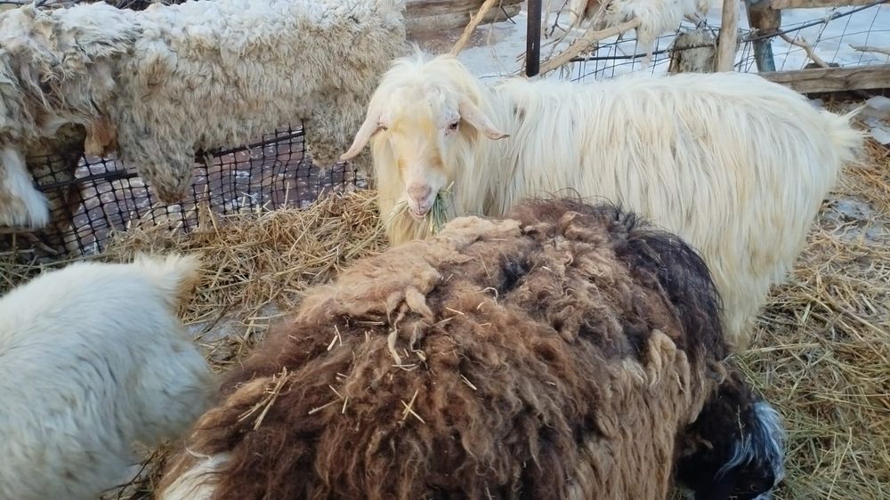 Козёл  альпийской породы