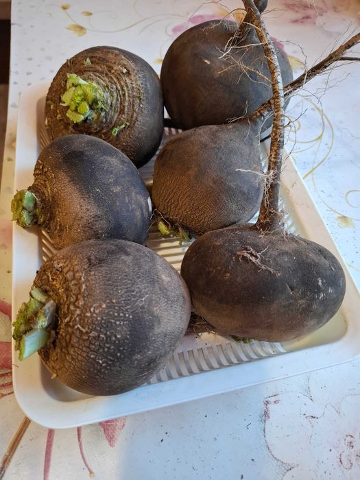 Продаётся редька