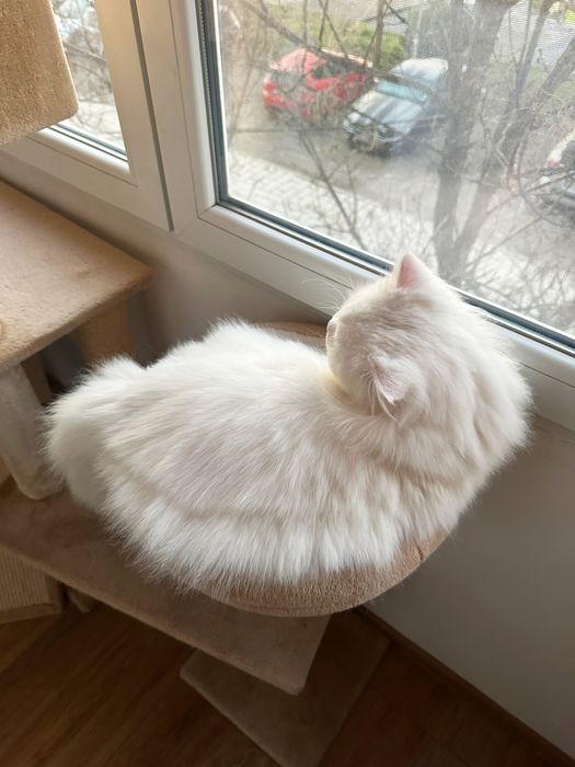 Бял персийски котарак за разплод