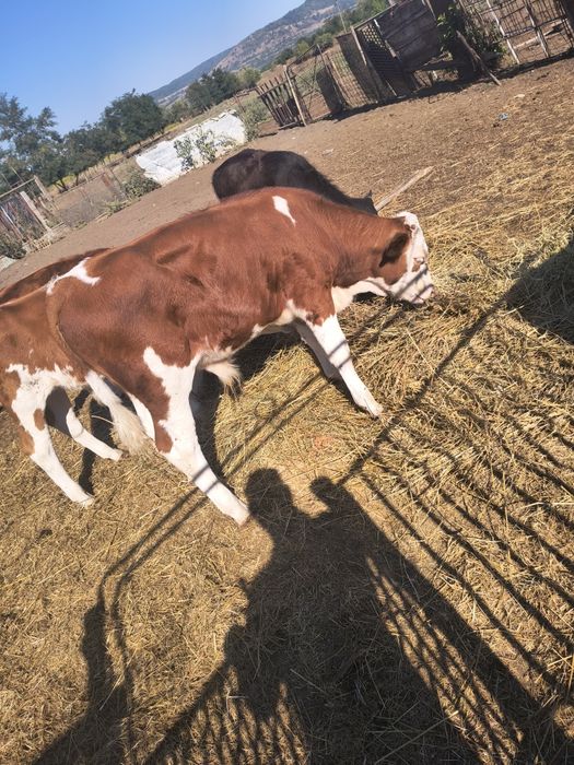 Vând 3 tauri de vaca