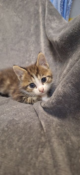 Котёночек котик 1.5 месяца в хорошие руки