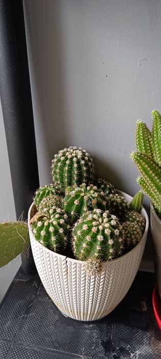 Кактуси, различни видове