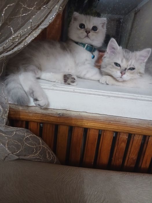 Срочно продам котенка. Серебристую вислоушку