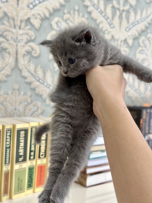 Котята вислоухие
