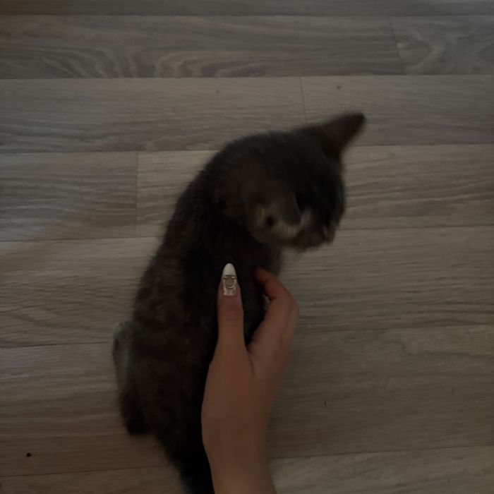 Ищу для котенка дом