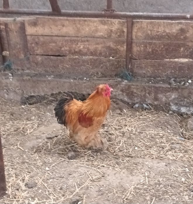 Vând doi cocosi cochinchina pitic